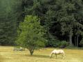 horse in field Olympia, WA.jpg